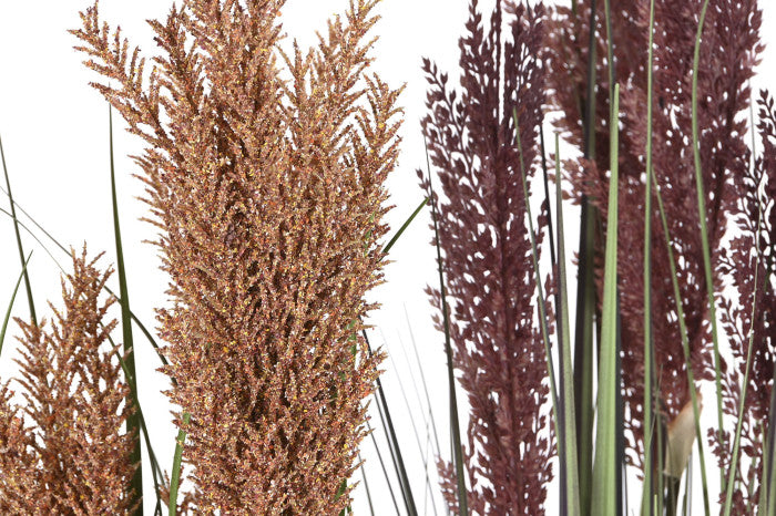 🌿 Pianta Decorativa Pampas