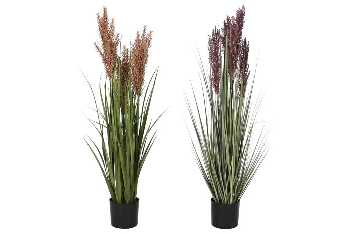 🌿 Pianta Decorativa Pampas