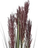 🌿 Pianta Decorativa Pampas