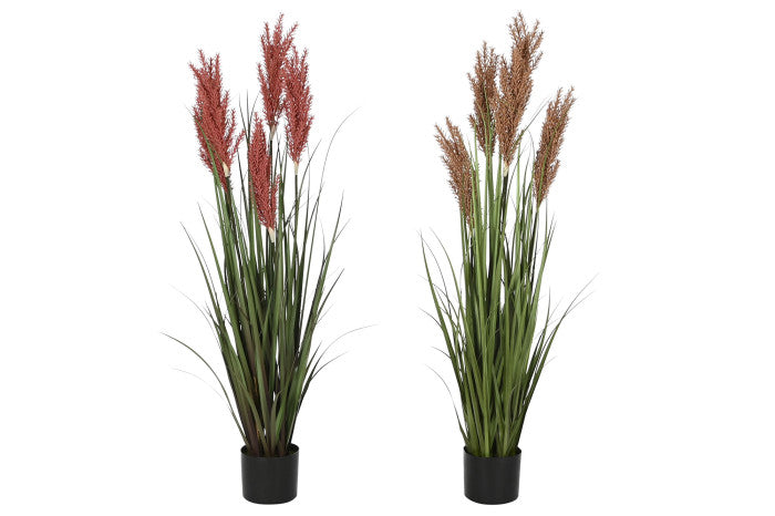 🌿 Pianta Decorativa Spolverino