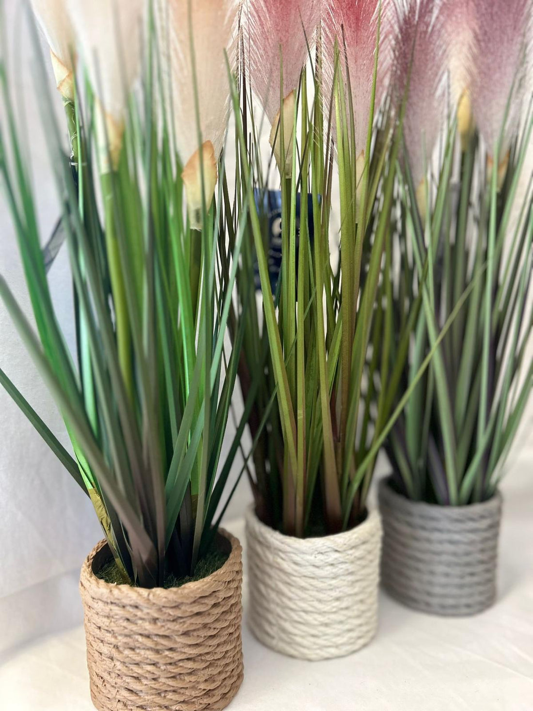 Pianta Decorativa Pampas in Vaso di Corda