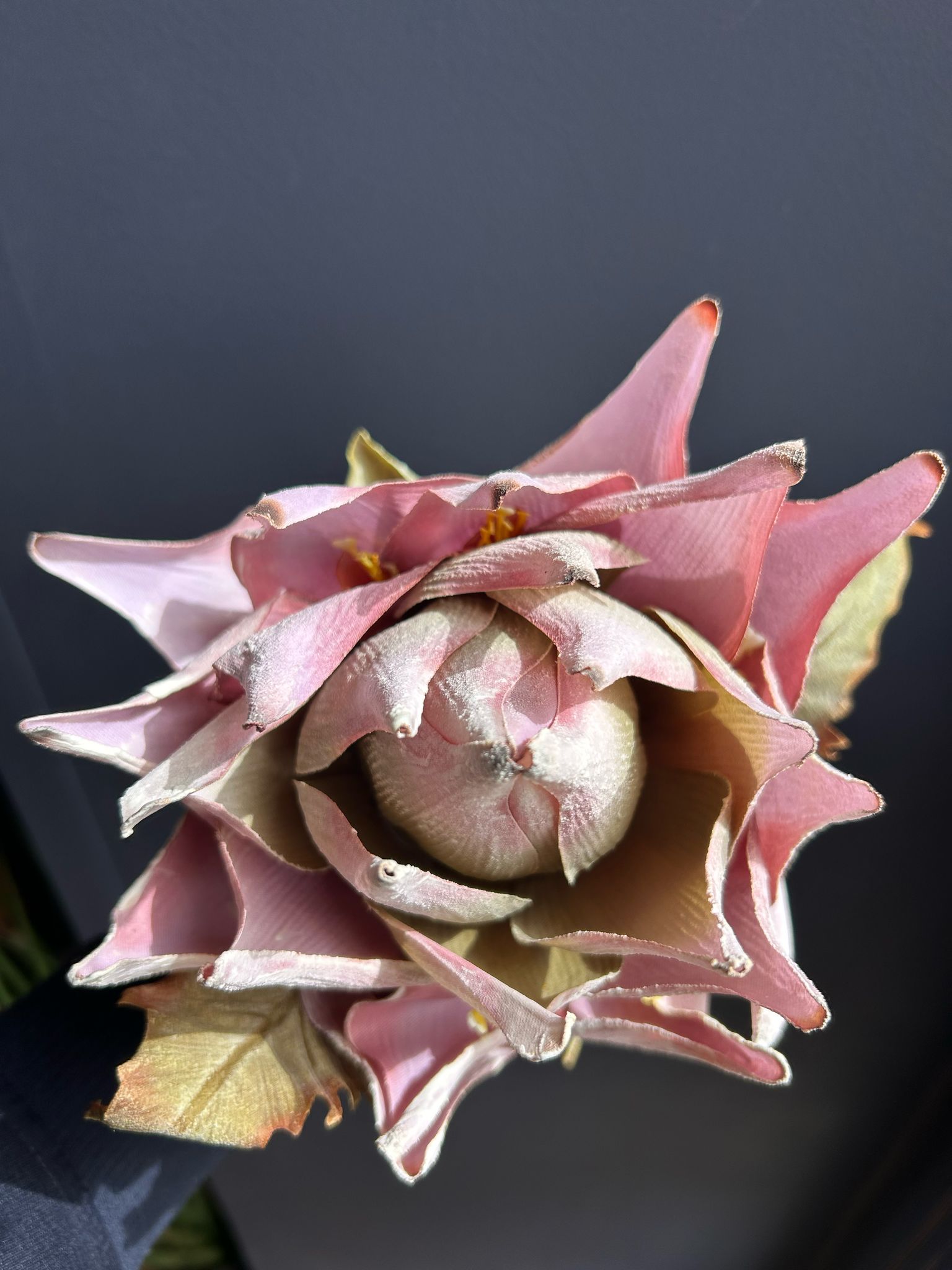 Fiore Artificiale Protea Rosa – Eleganza senza Tempo