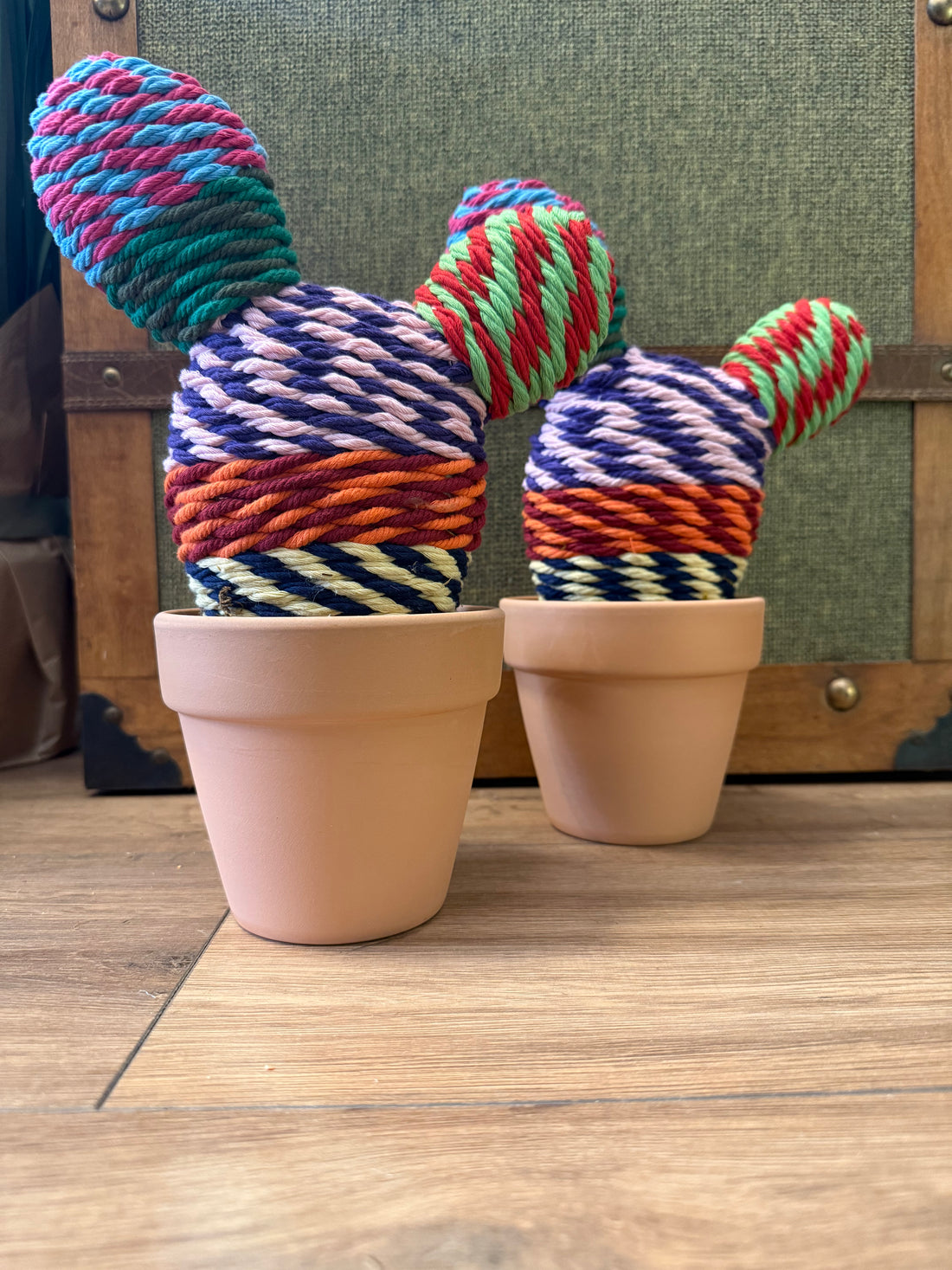 Cactus multicolor