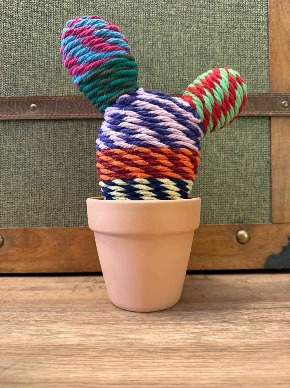 Cactus multicolor