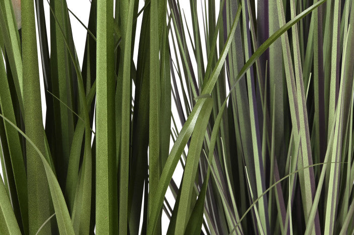 🌿 Pianta Decorativa Spolverino