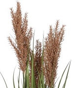 🌿 Pianta Decorativa Pampas