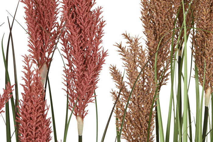 🌿 Pianta Decorativa Spolverino