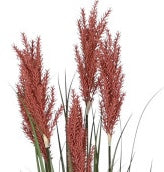 🌿 Pianta Decorativa Spolverino