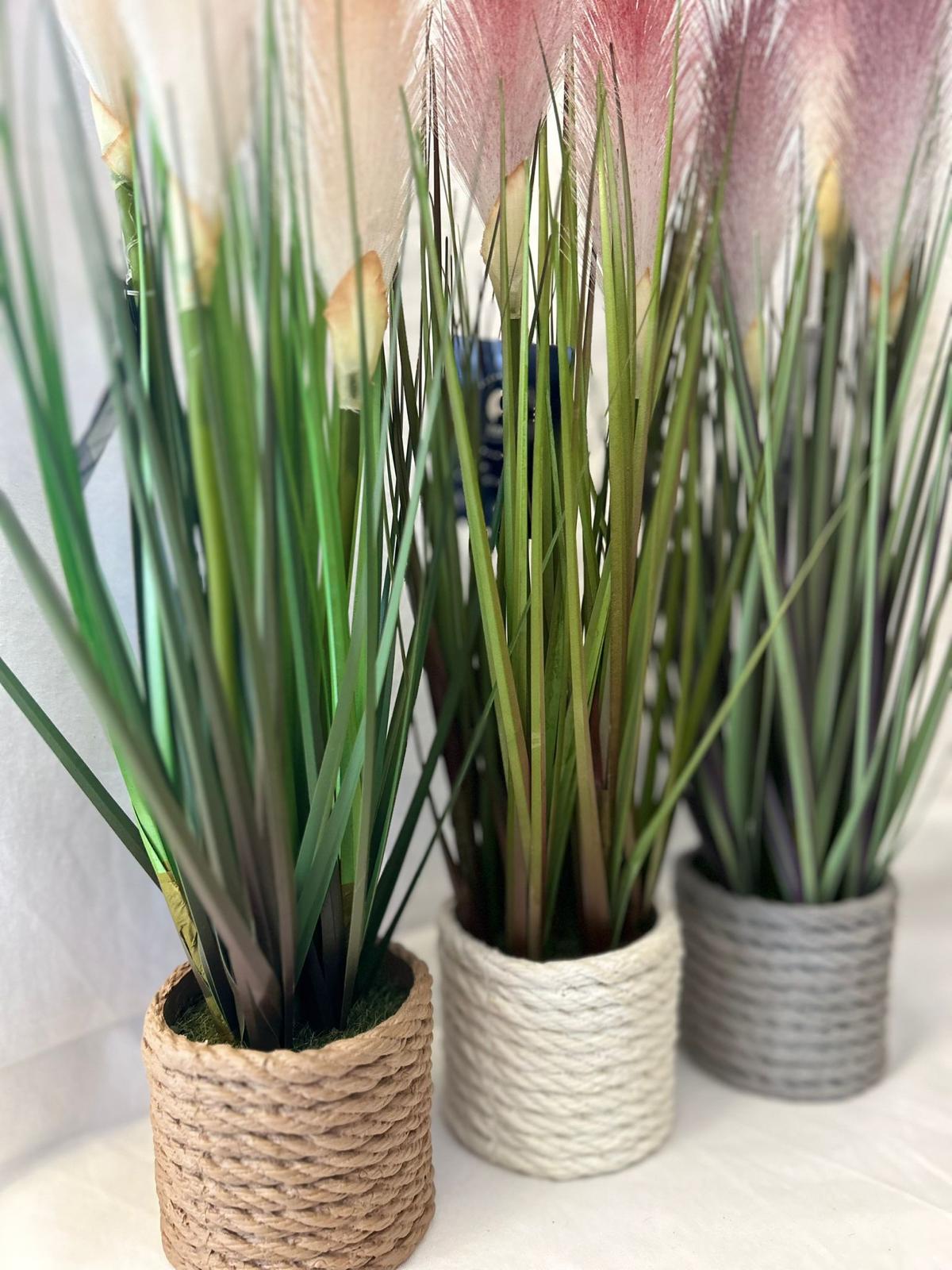 Pianta Decorativa Pampas in Vaso di Corda